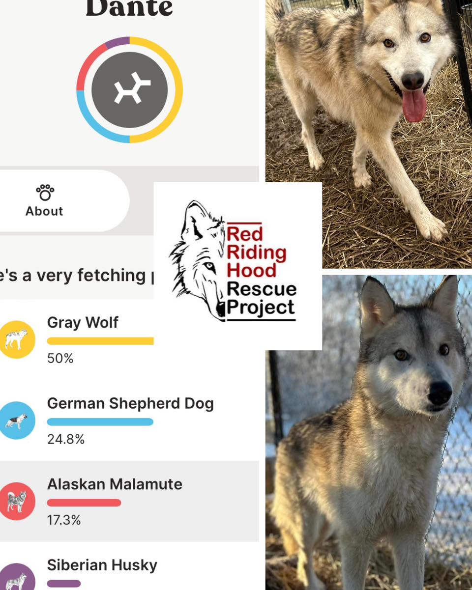 The... - Red Riding Hood Rescue Project - a wolfdog rescue | Facebook