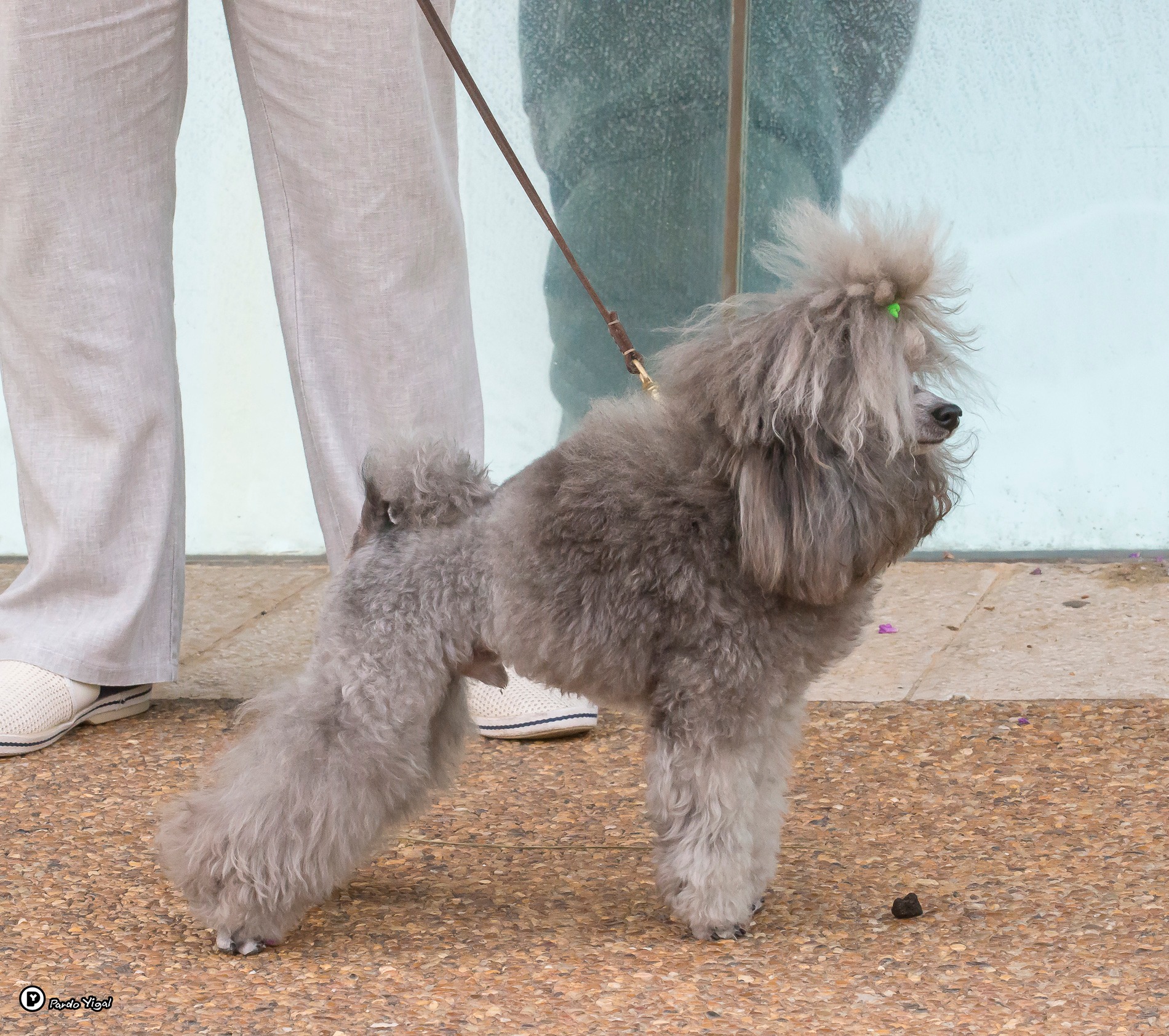 תערוכת... - ההתאחדות הישראלית לכלבנות Israel Kennel Club