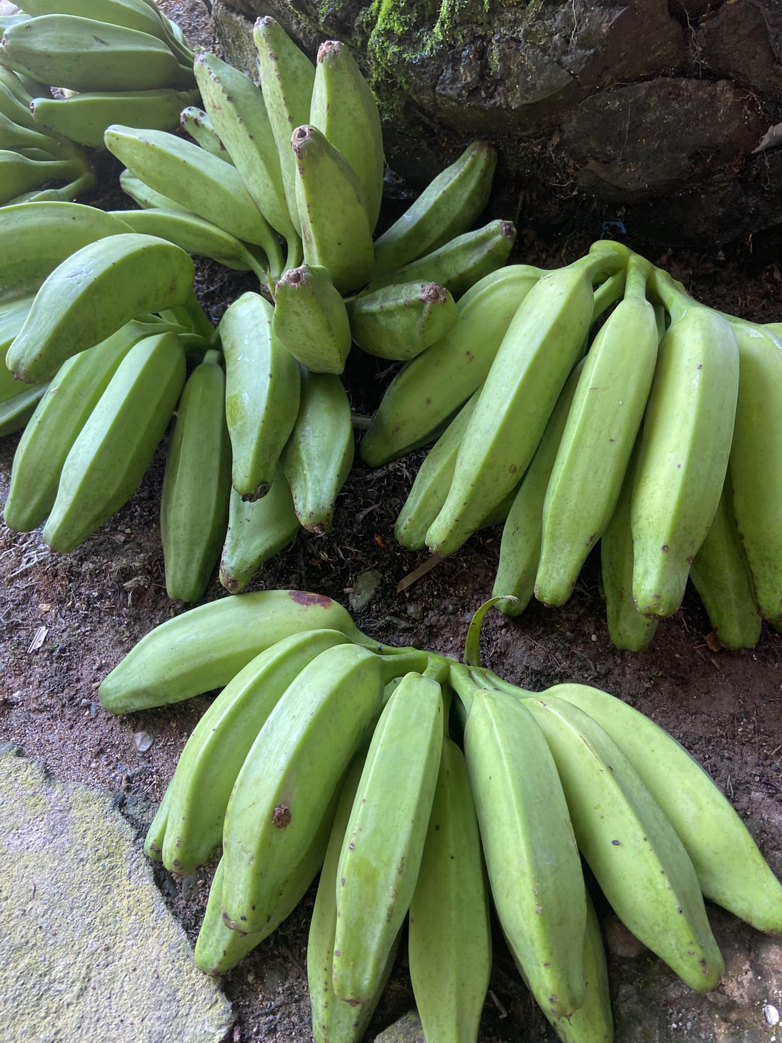 Centro - Sigues deslizando porque no sabes cómo se llama este fruto 🥲👇🏻 ...