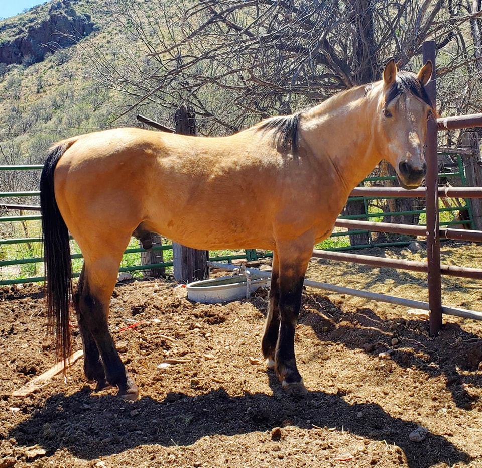Boss Ranch Quarter Horses | Douglas AZ