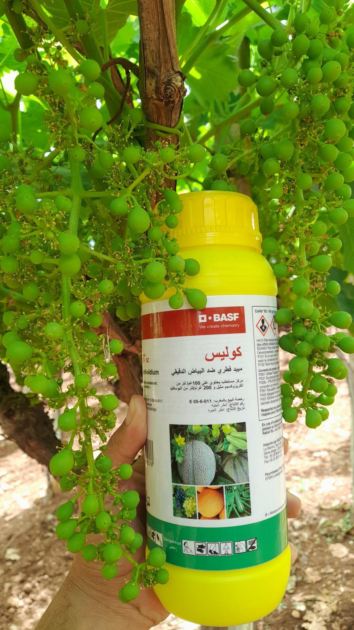 Malomati - كوليس مبيد فطري جهازي موضعي وقائي وعلاجي يتميز باحتوائه على ...
