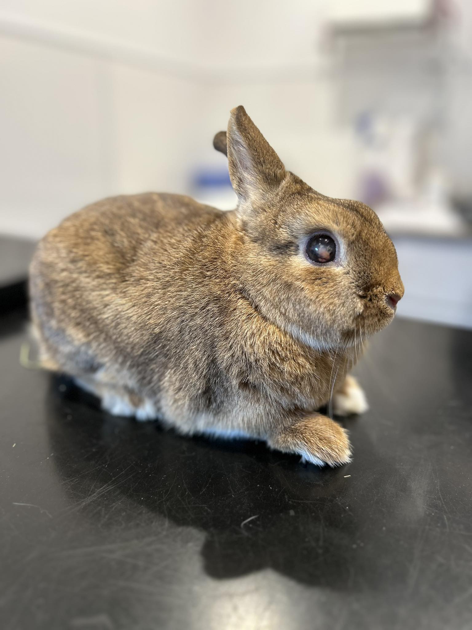 Shrewsbury Rabbit Rescue - Meet Martha! This tiny little lady joined us ...