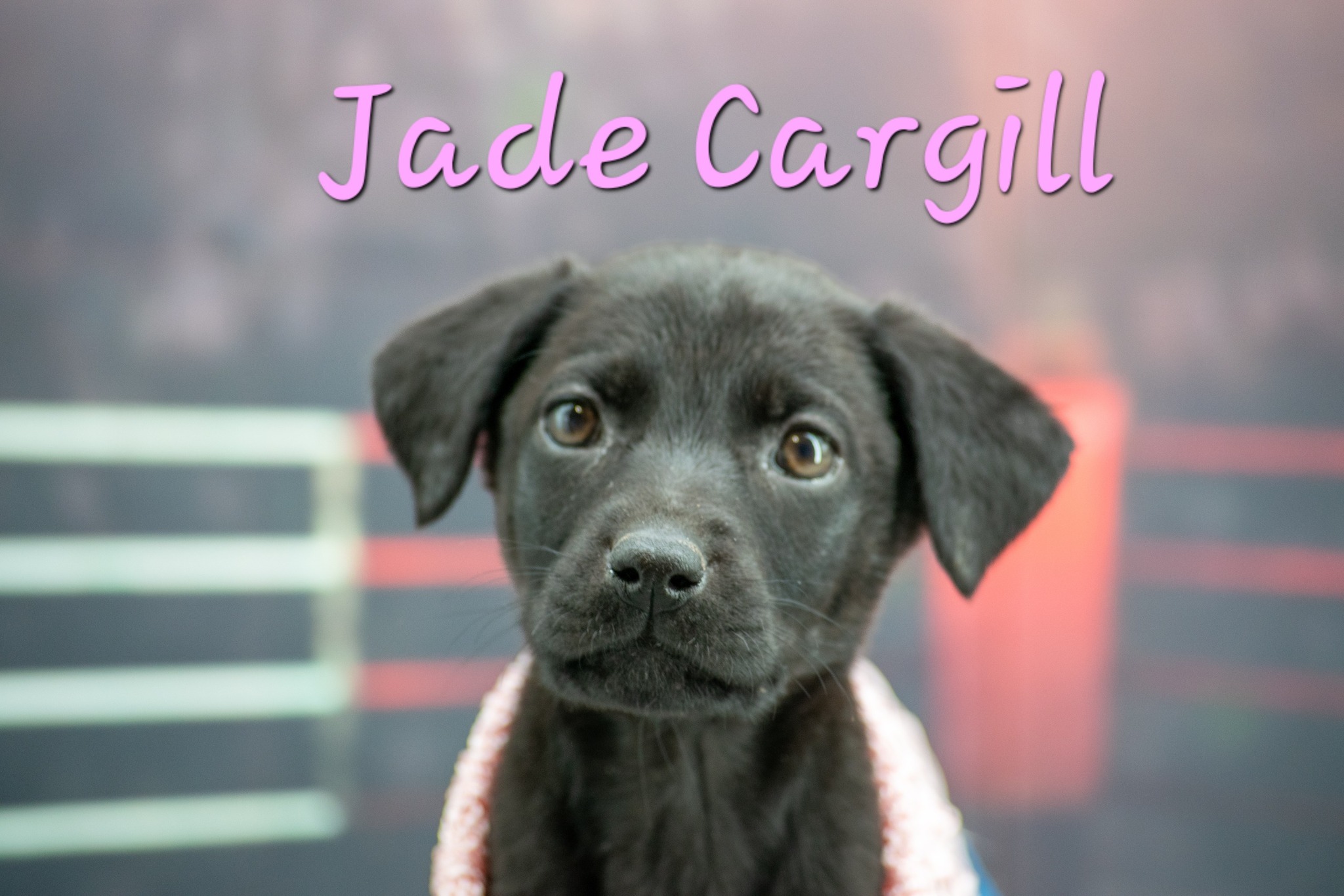 Meet the WWE Litter!... - Sevier County Humane Society | Facebook