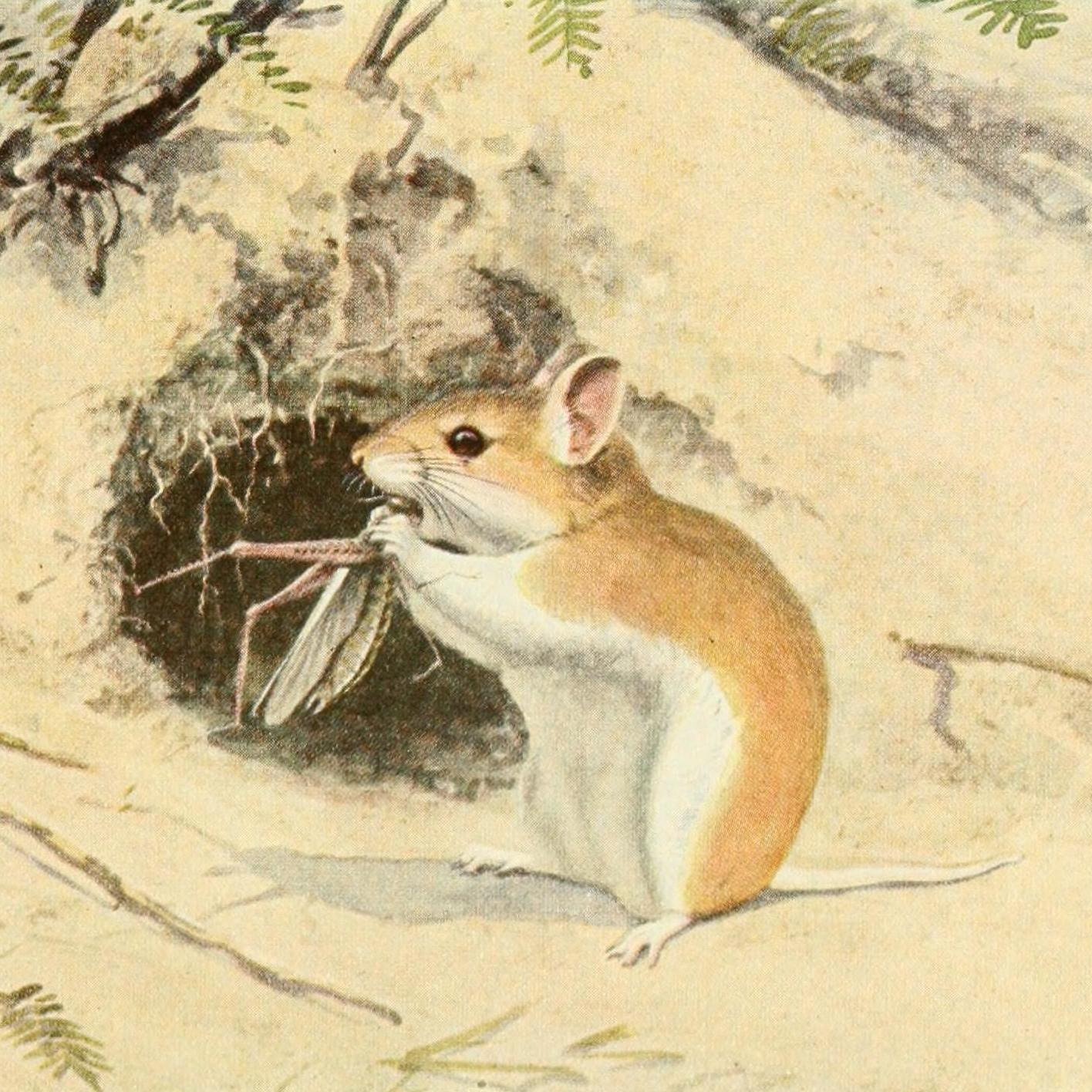 American - Why does the “werewolf mouse” howl? Also known as the ...