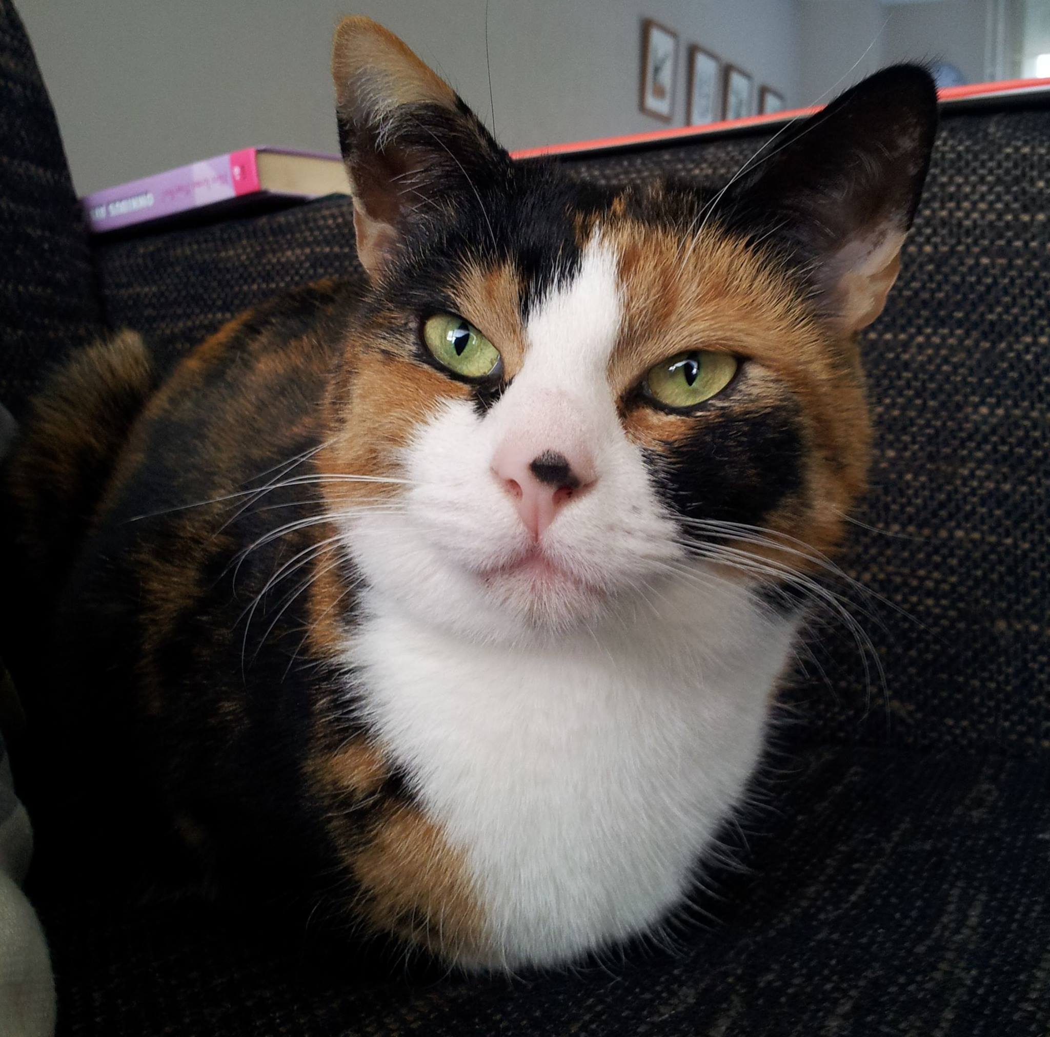 AnimalAlert - Locatie vermissing Adres: Cypresrode (rijpelberg/bakels ...