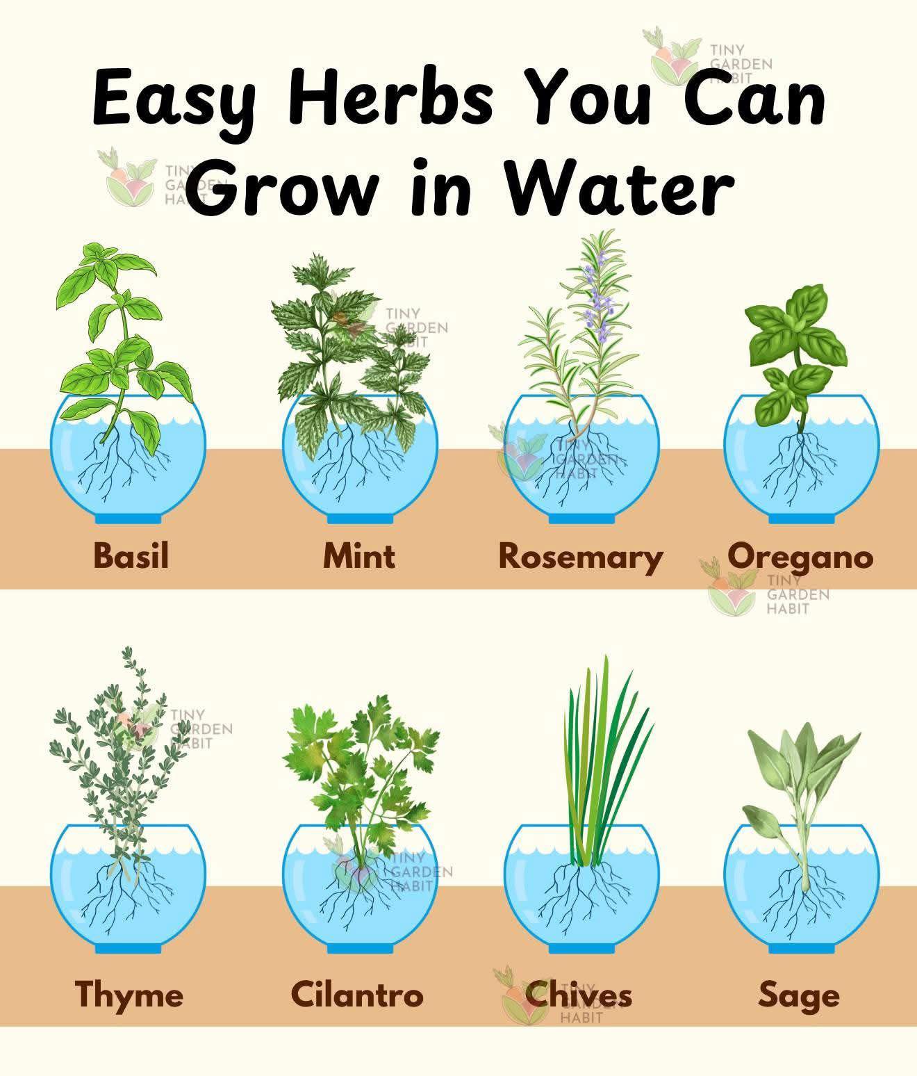 Plumbing | Fresh Herbs You Can Grow in Water | Facebook