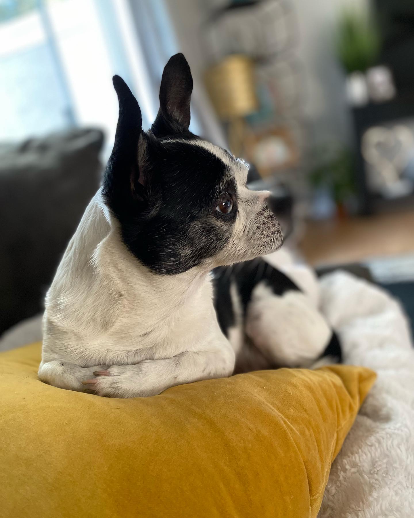 My - 👋Meet Rambo 🐶🐾 He’s our resident pup at MFS, but most days he ...
