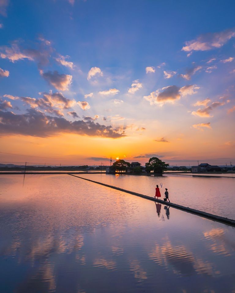 The Beauty - Walking through the rice fields during early summer in ...