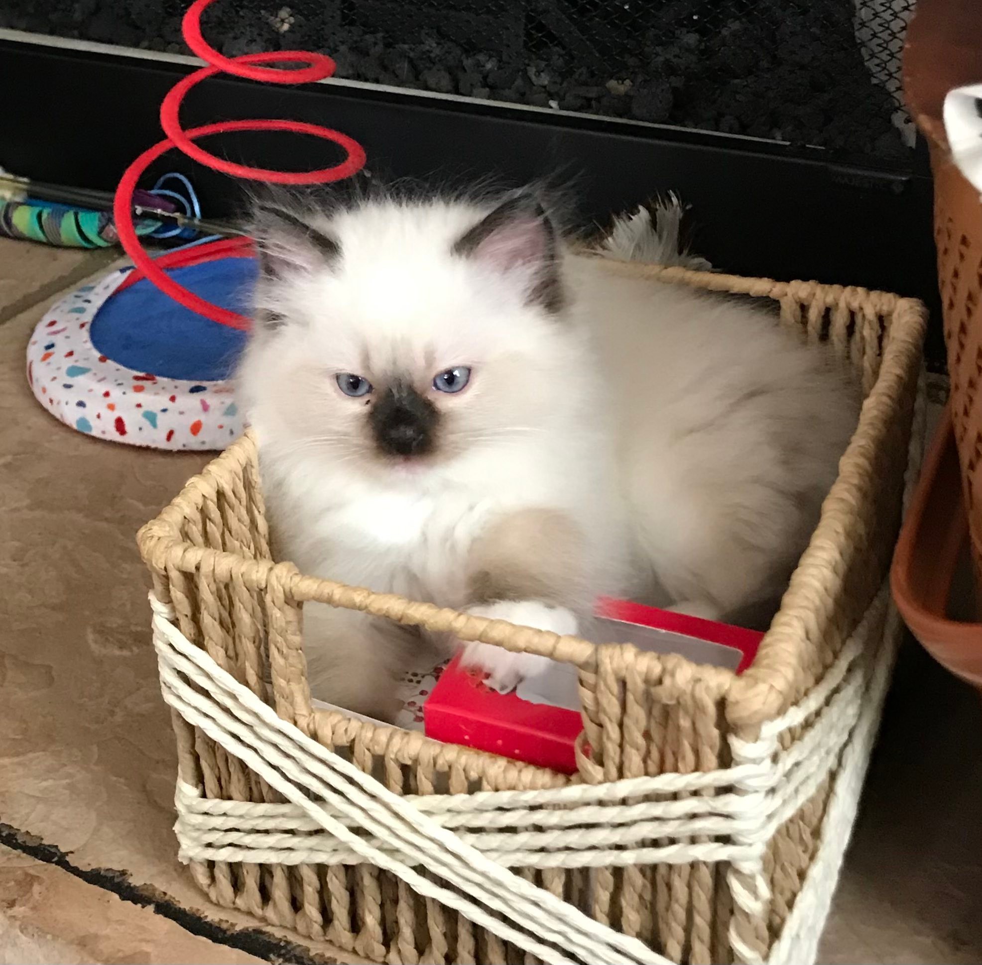 Fairy Rose RagDolls | Westminster SC