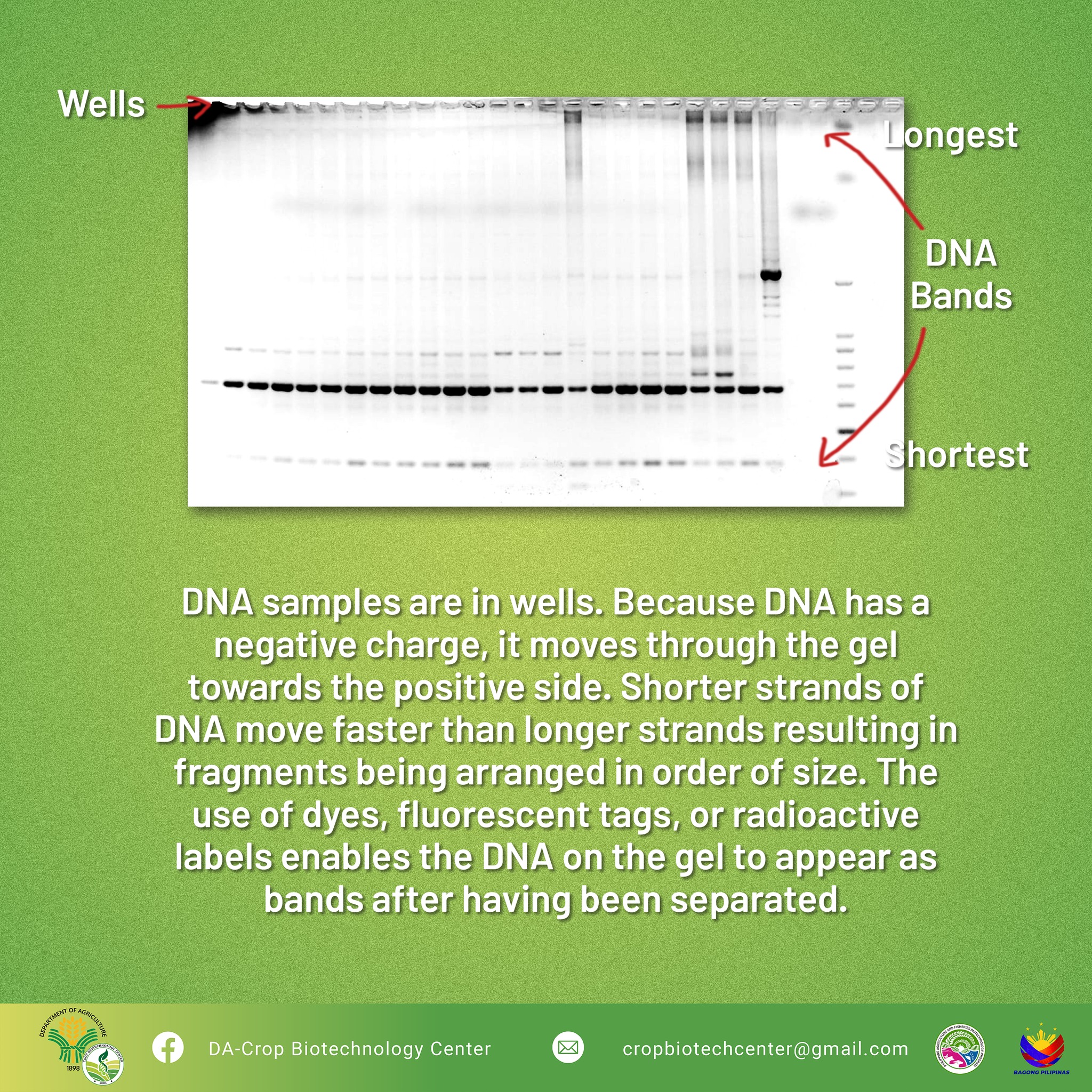 In crop biotechnology, gel... - DA-Crop Biotechnology Center | Facebook