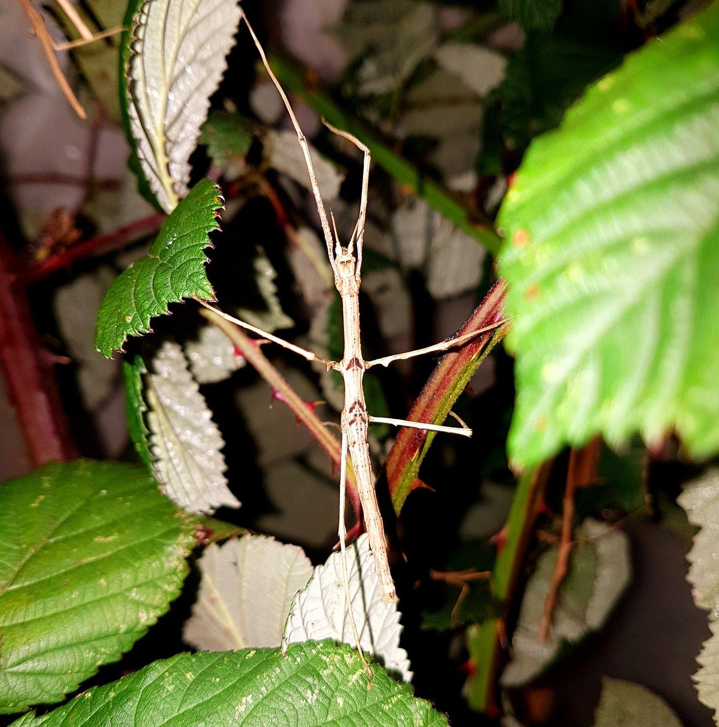 Insect passion