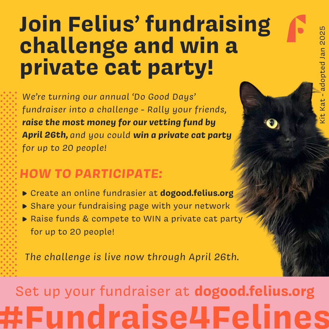 🚨 BIG NEWS: Win a private cat... - Felius Cat Cafe & Rescue | Facebook