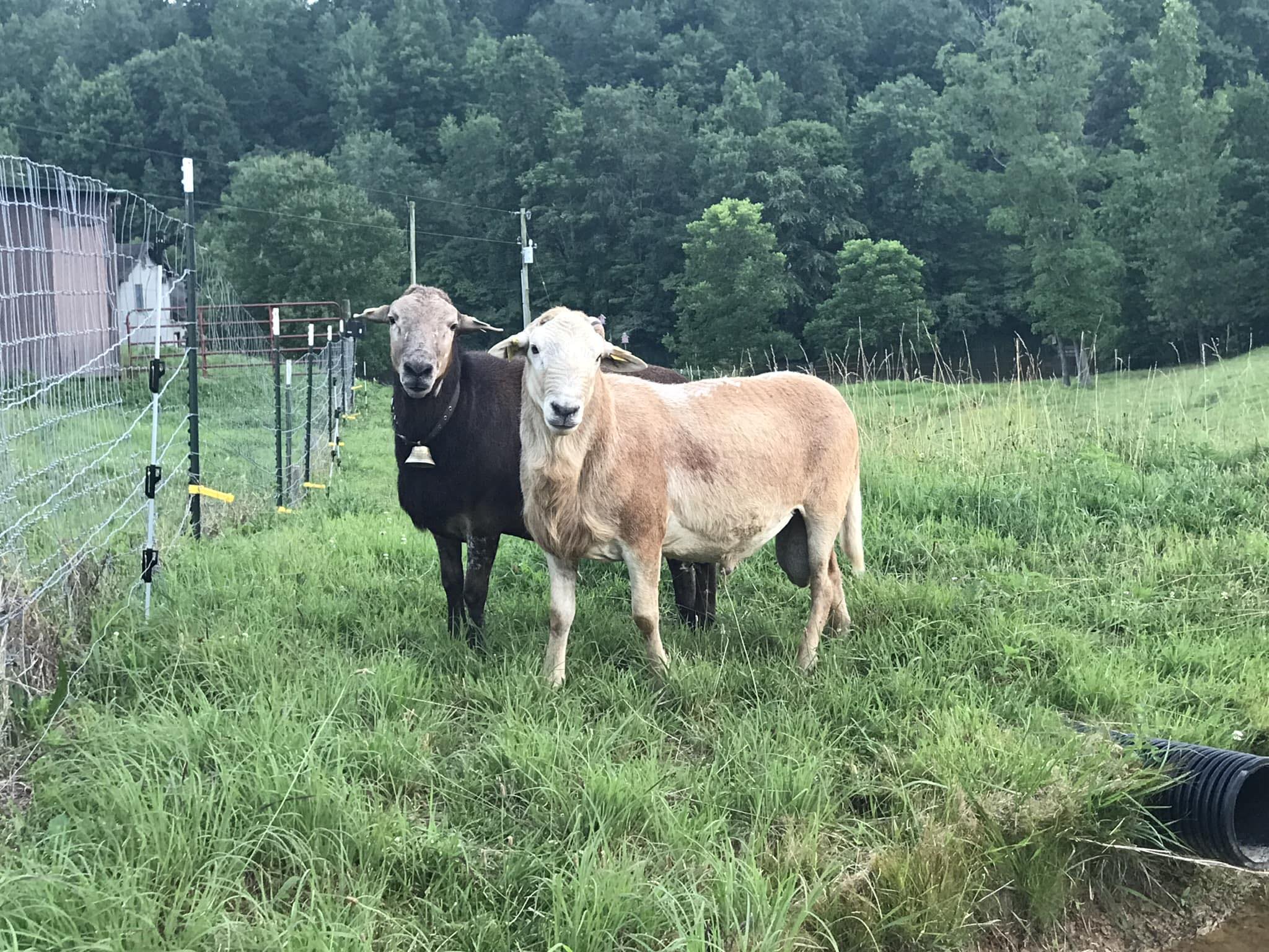 R and R Katahdin Farm | Wellington KY