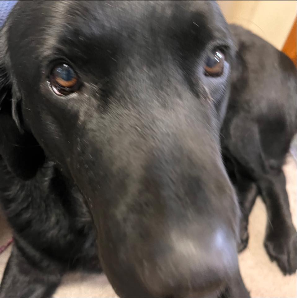 Belfast Veterinary Clinic... - Belfast Veterinary Clinic