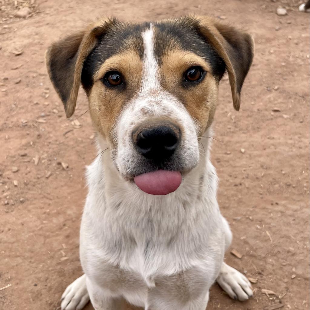 Here are... - Underdog Animal Rescue and Rehab-Moab, Utah | Facebook