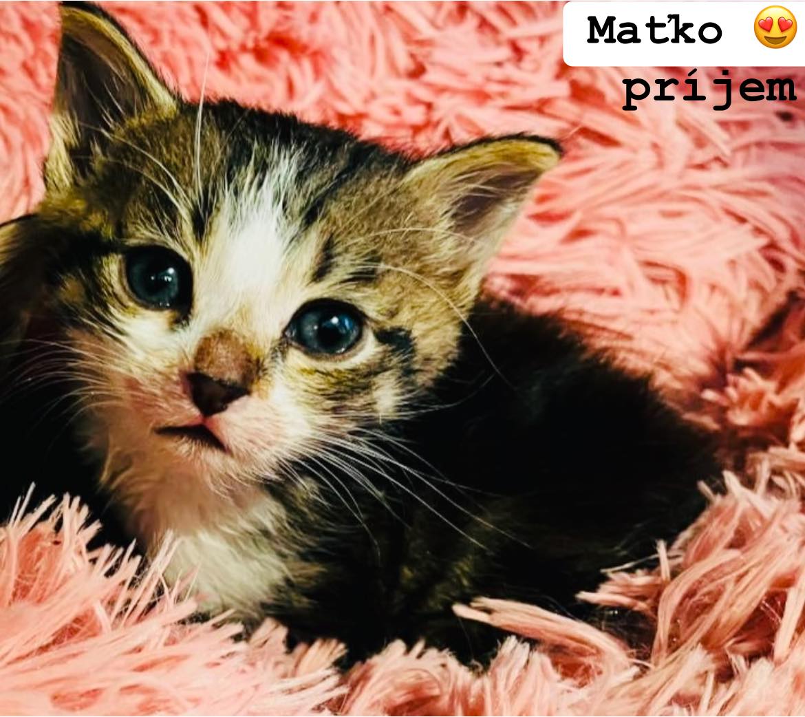 Zachránené osirelé mačiatko... - Malá farma - Košice | Facebook