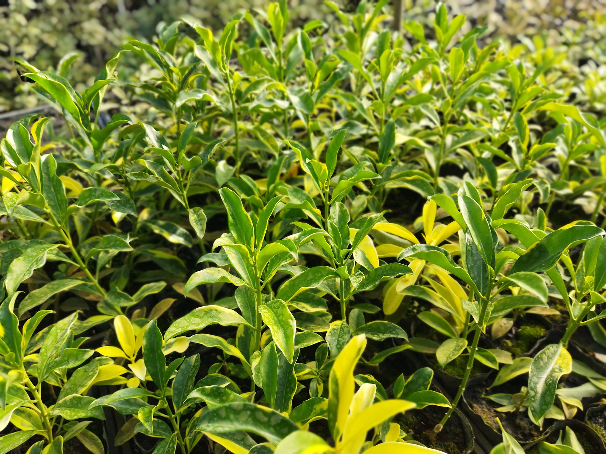 浴瓏苗木(自耕農)台灣原生種灌木繁殖栽培栽培種繁殖... - 浴瓏苗木(自耕農)台灣原生種灌木繁殖栽培栽培種繁殖