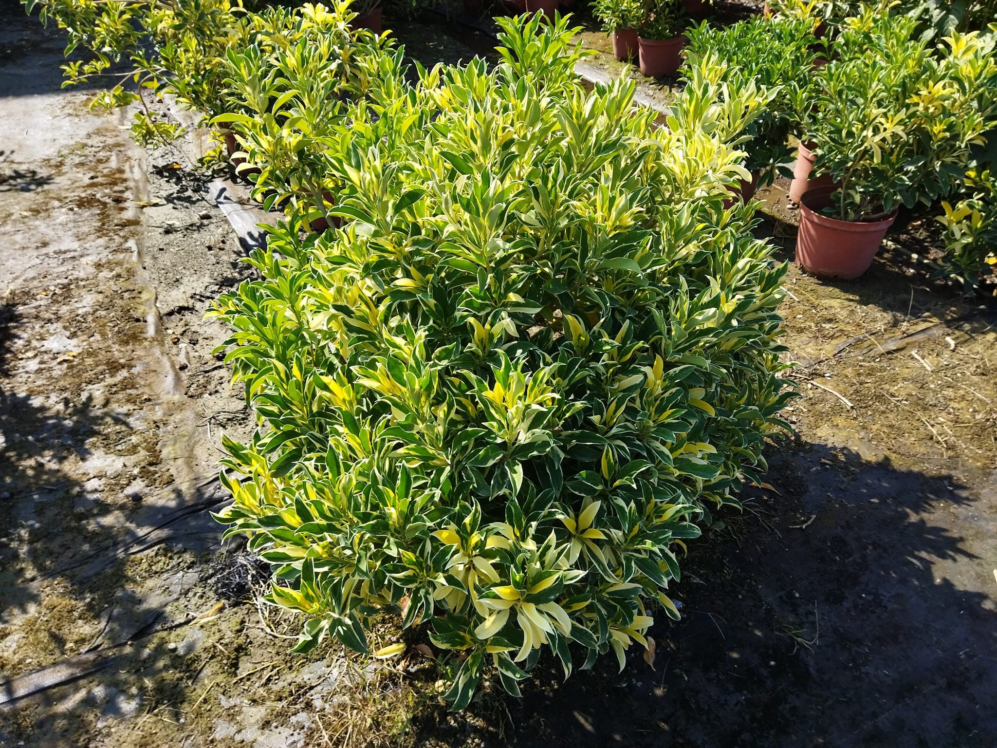 浴瓏苗木(自耕農)台灣原生種灌木繁殖栽培栽培種繁殖... - 浴瓏苗木(自耕農)台灣原生種灌木繁殖栽培栽培種繁殖