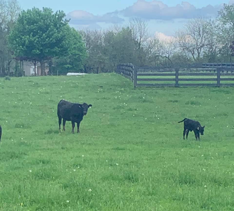MasterfareCattle | Johnstown OH