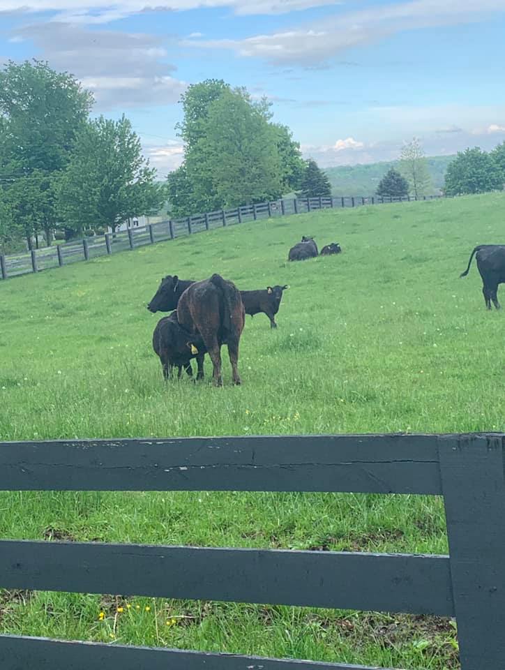 MasterfareCattle | Johnstown OH