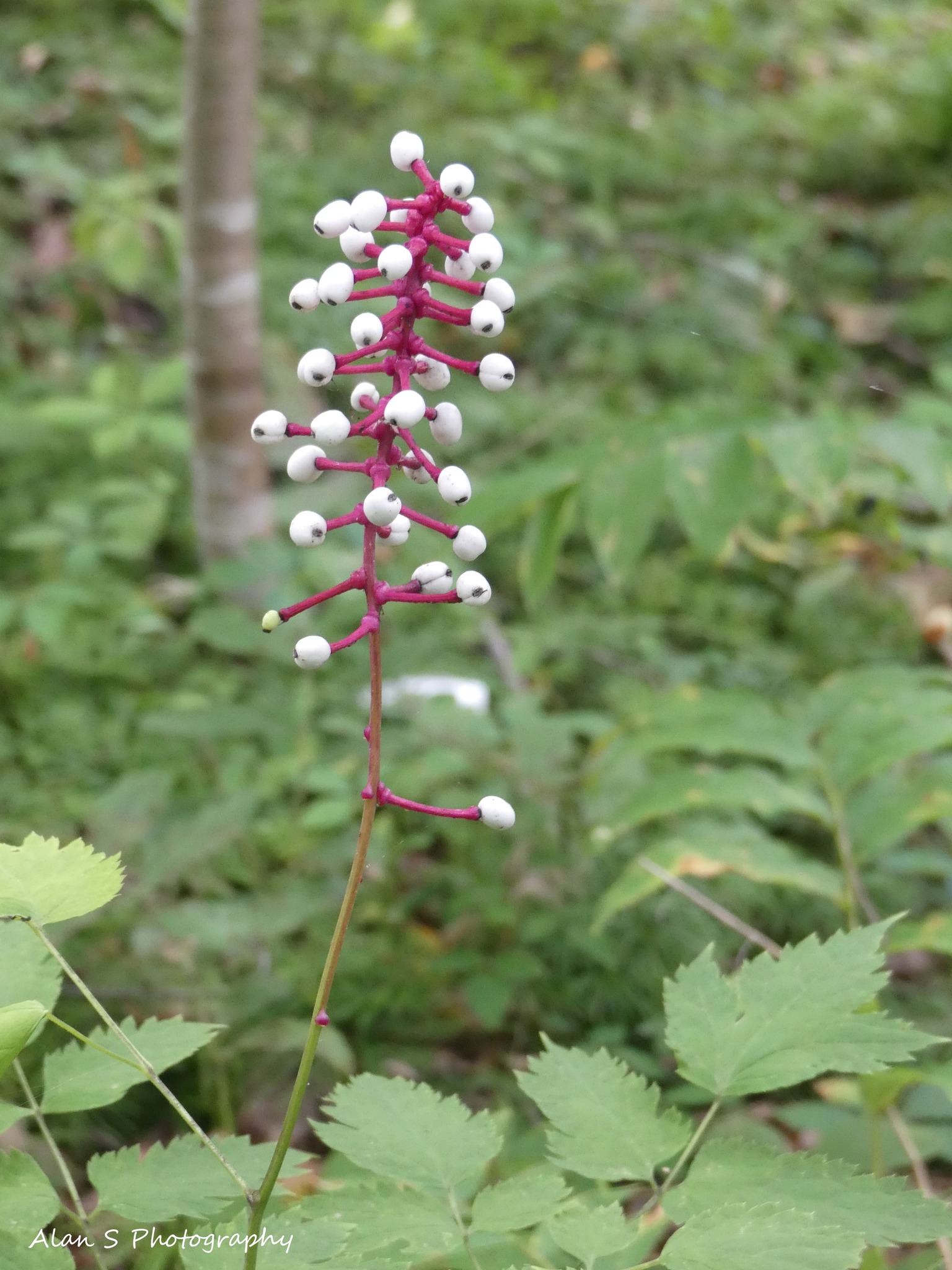 Baneberry, Doll's Eyes, Doll's-Eyes, White Baneberry, White Cohosh White 27666517