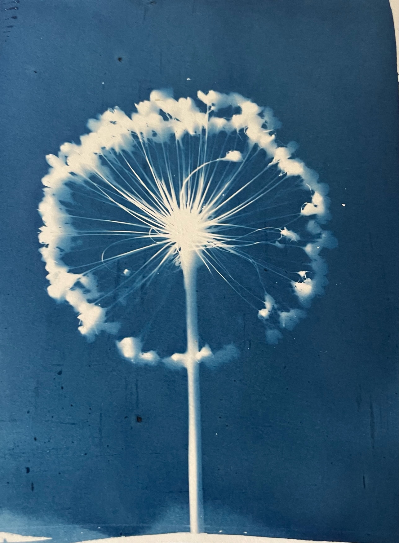 A Nature Cyanotype Workshop is coming... - Treetops Newbury
