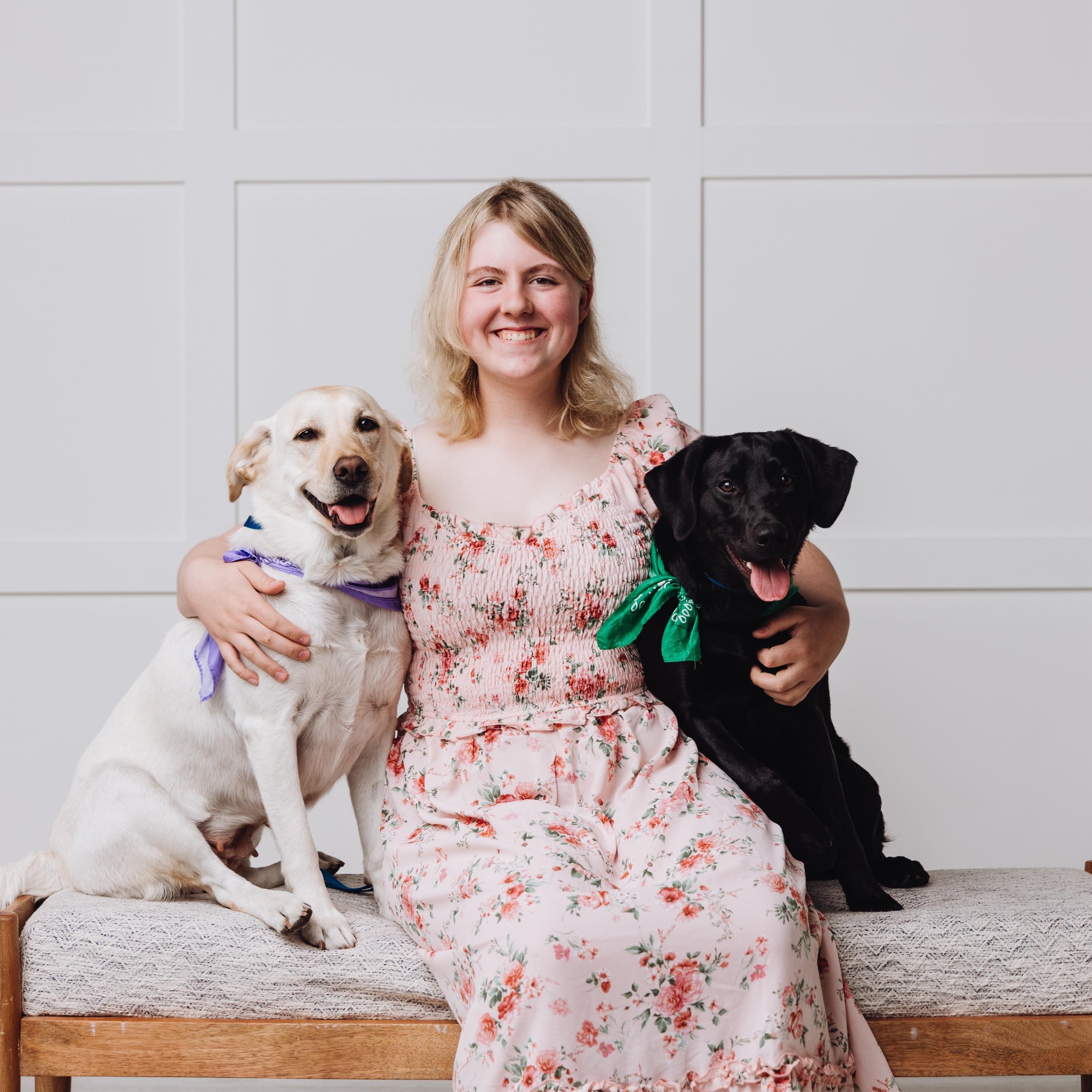 2 Year old intact Female Field line Labrador Retriever | Facebook