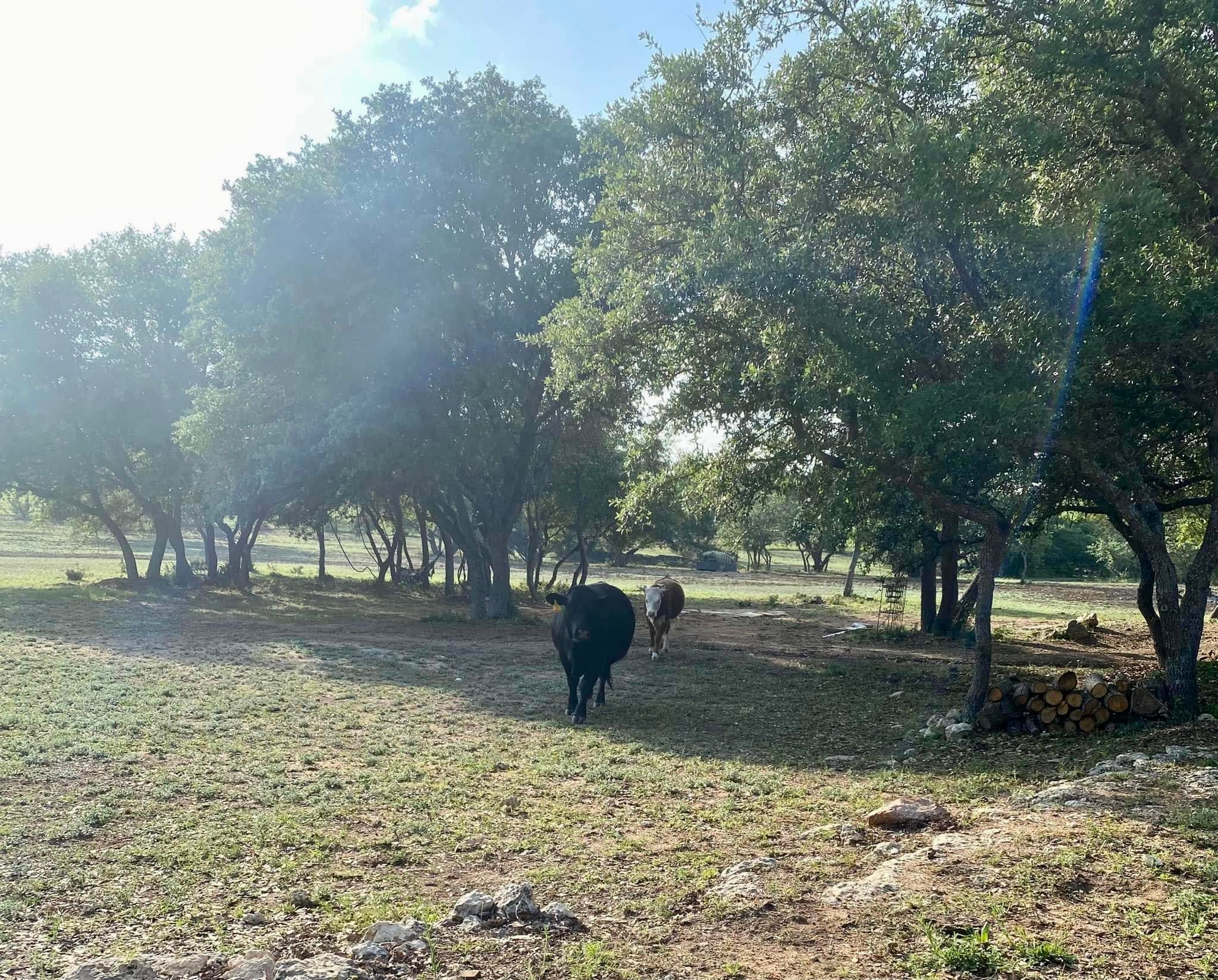 Salty Dog Ranch - Fat Cows, Little Donkeys, Beautiful... | Facebook