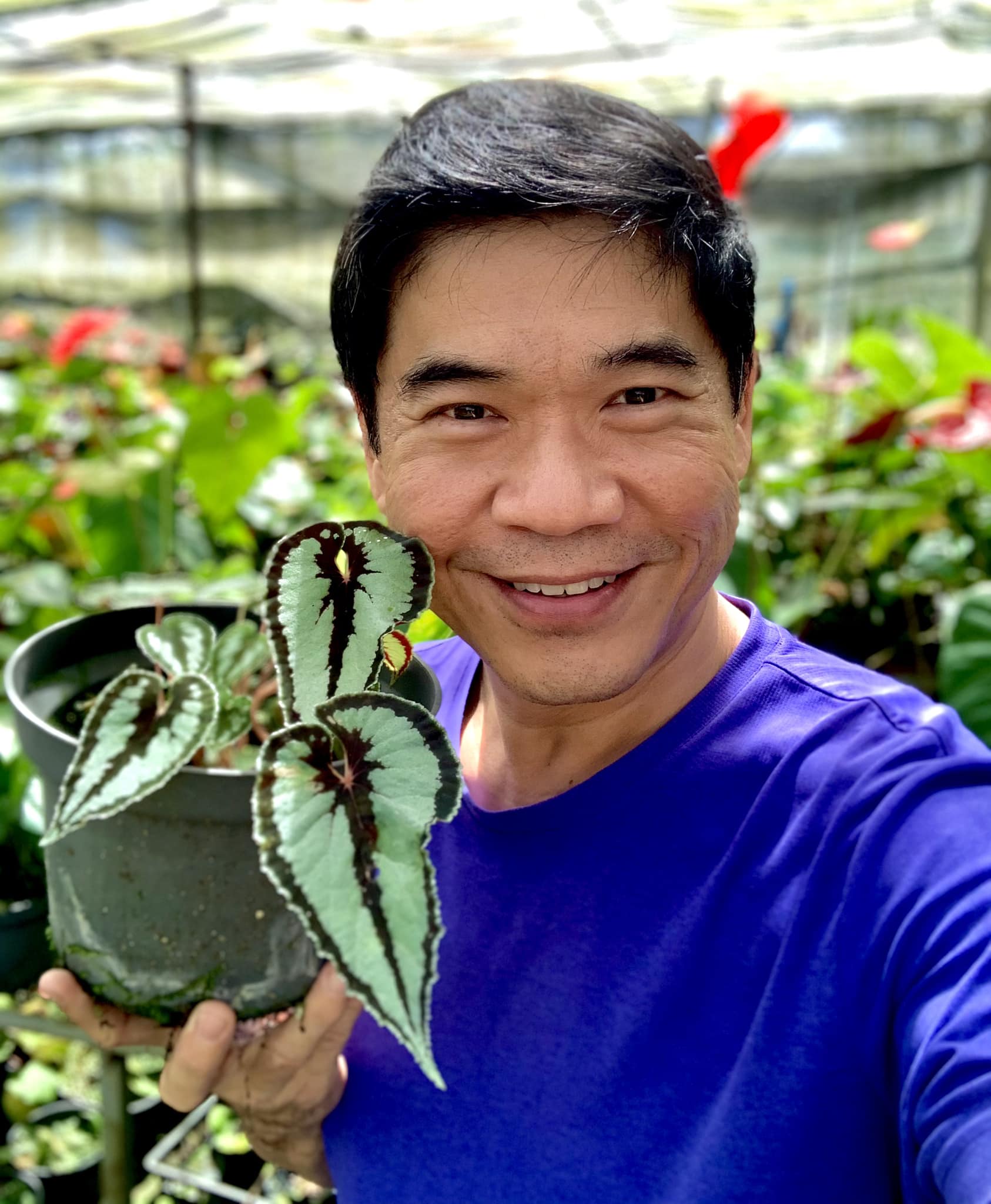 Caring for Begonia dinhdui seedlings in terrariums