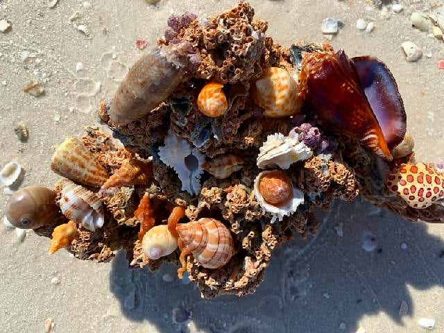 Did you know Alexa, Amazons... - Treasure Seekers Shell Tours | Facebook
