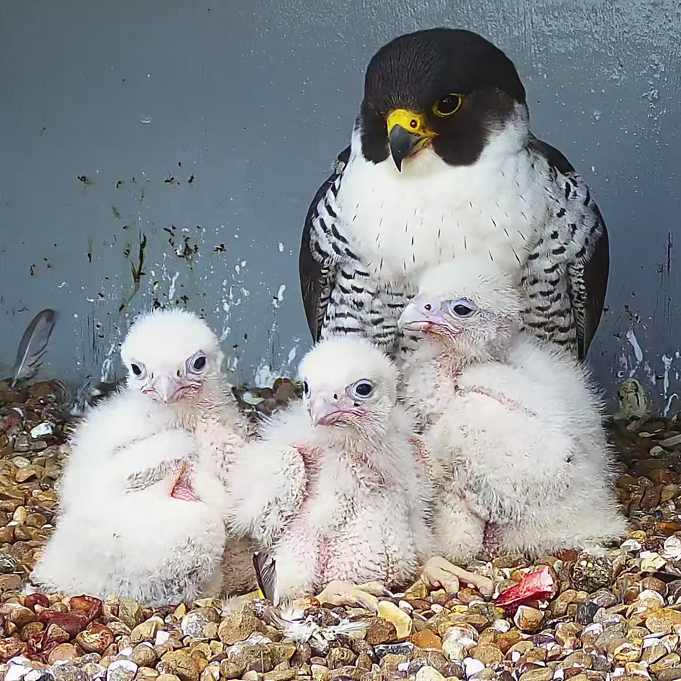 Cromer - The tiercel with his 3 chicks | Facebook