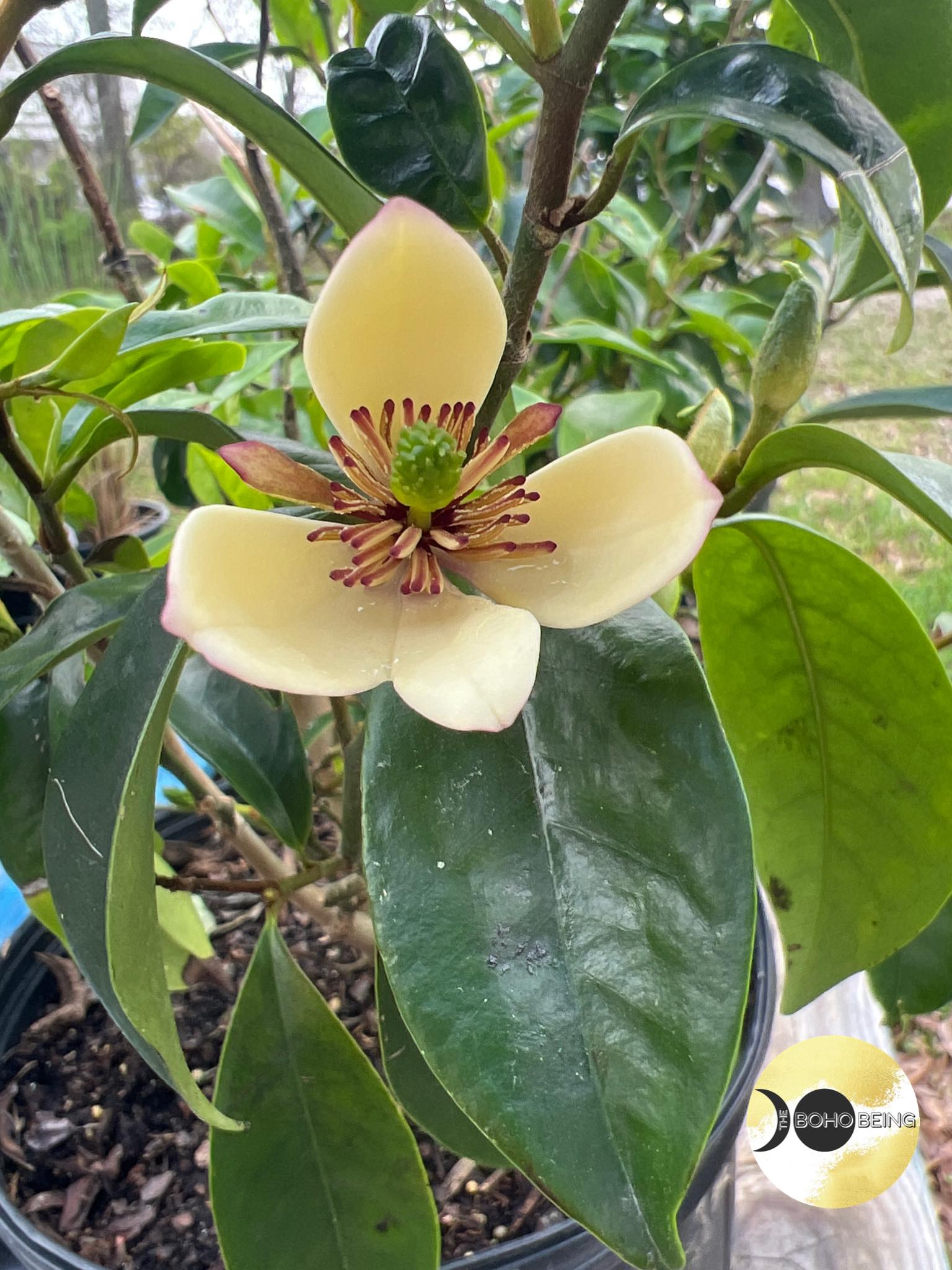 Banana magnolia blooming with strong scent
