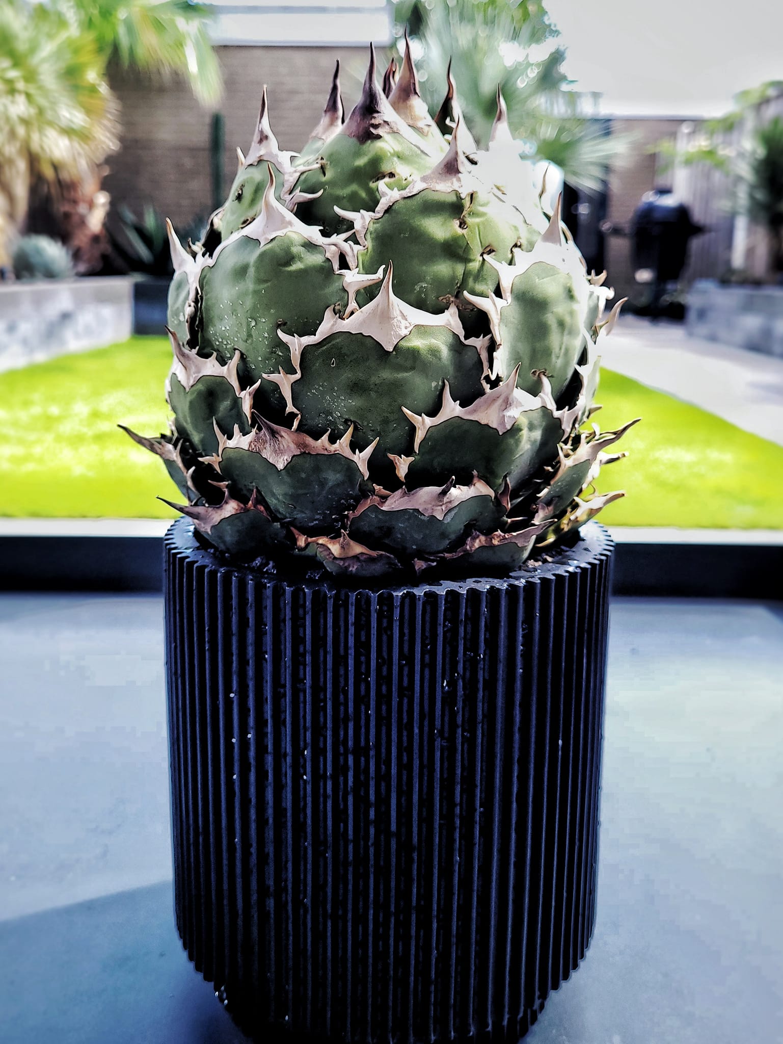 Agave titanota juggernaut Sitting in 16