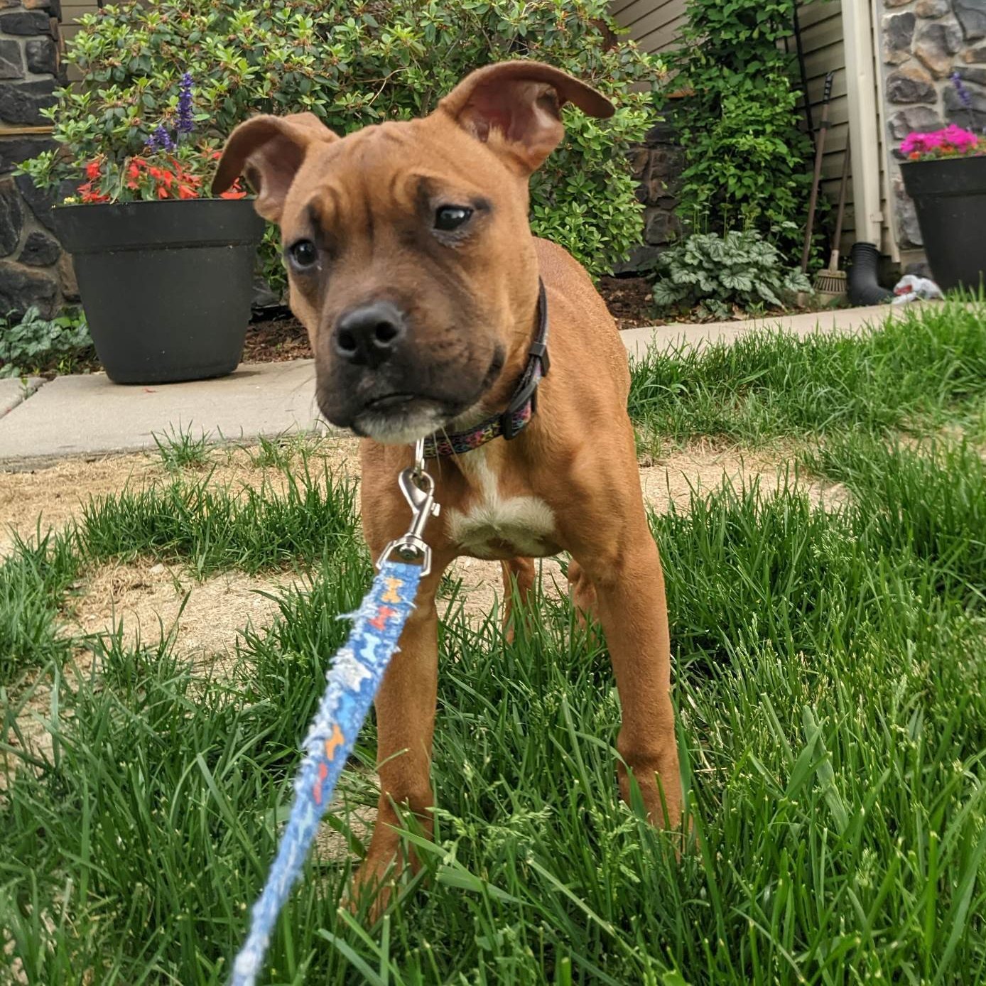 Say hello to Cosette, the 6-month-old... - Ruff Start Rescue | Facebook