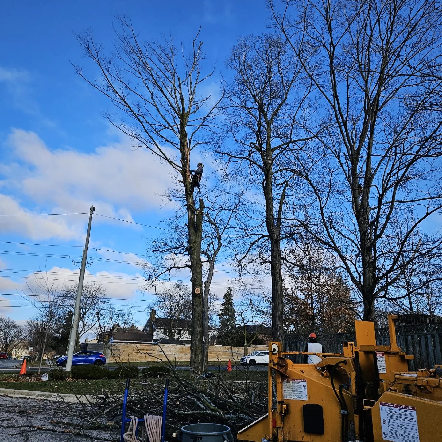 BigLeaf Tree Service | Toronto ON