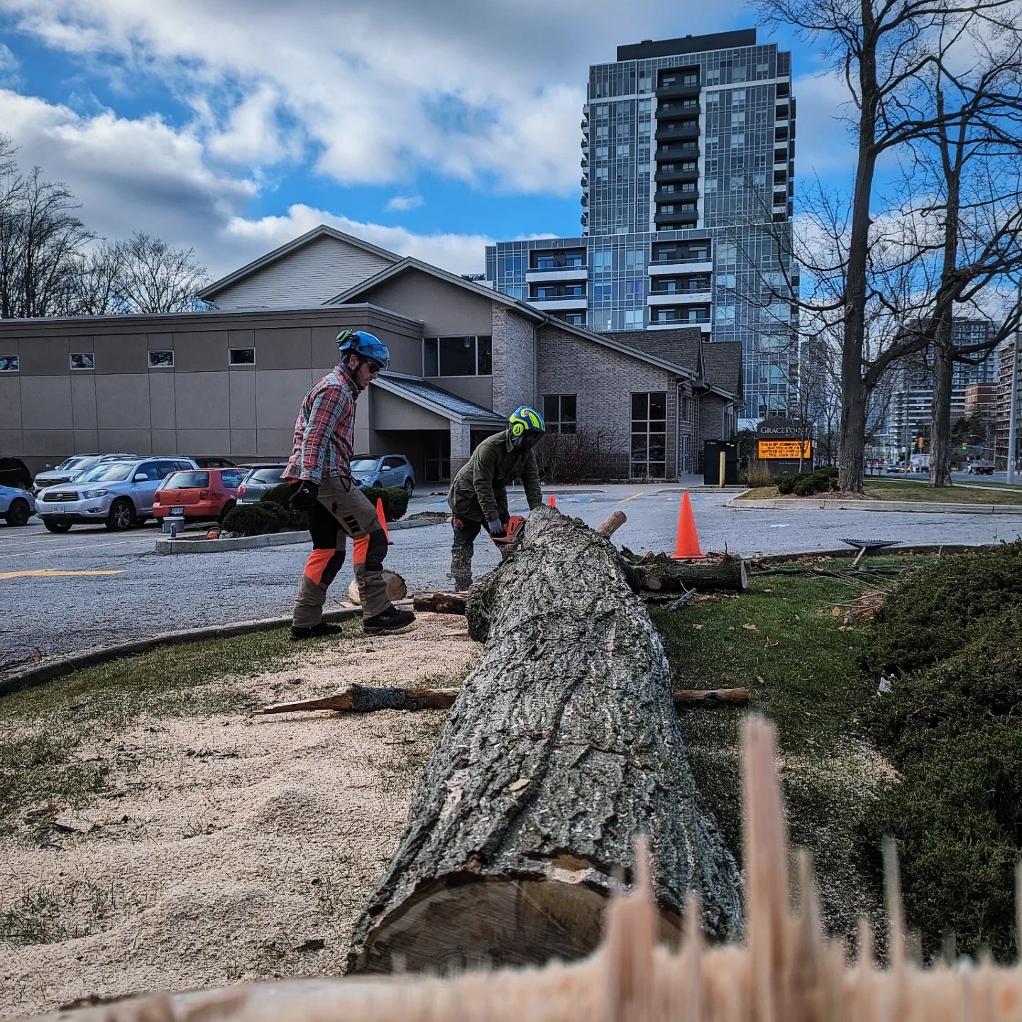 BigLeaf Tree Service | Toronto ON