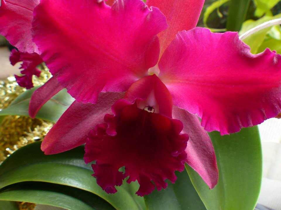 Master Gardener & Orchid Lover, Caryn Rosen | Boynton Beach FL