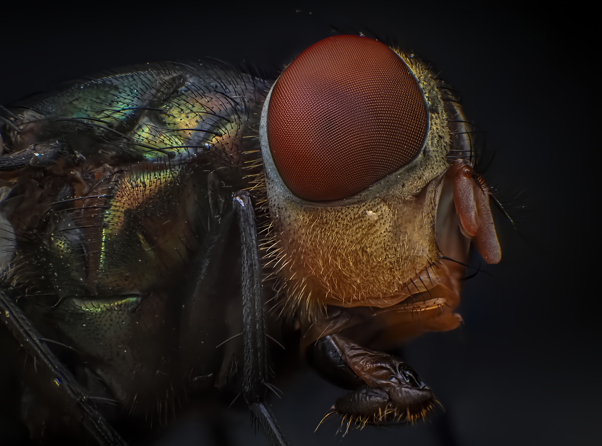 Behind - 🪰 The labium, or labial plate, in flies is an essential ...