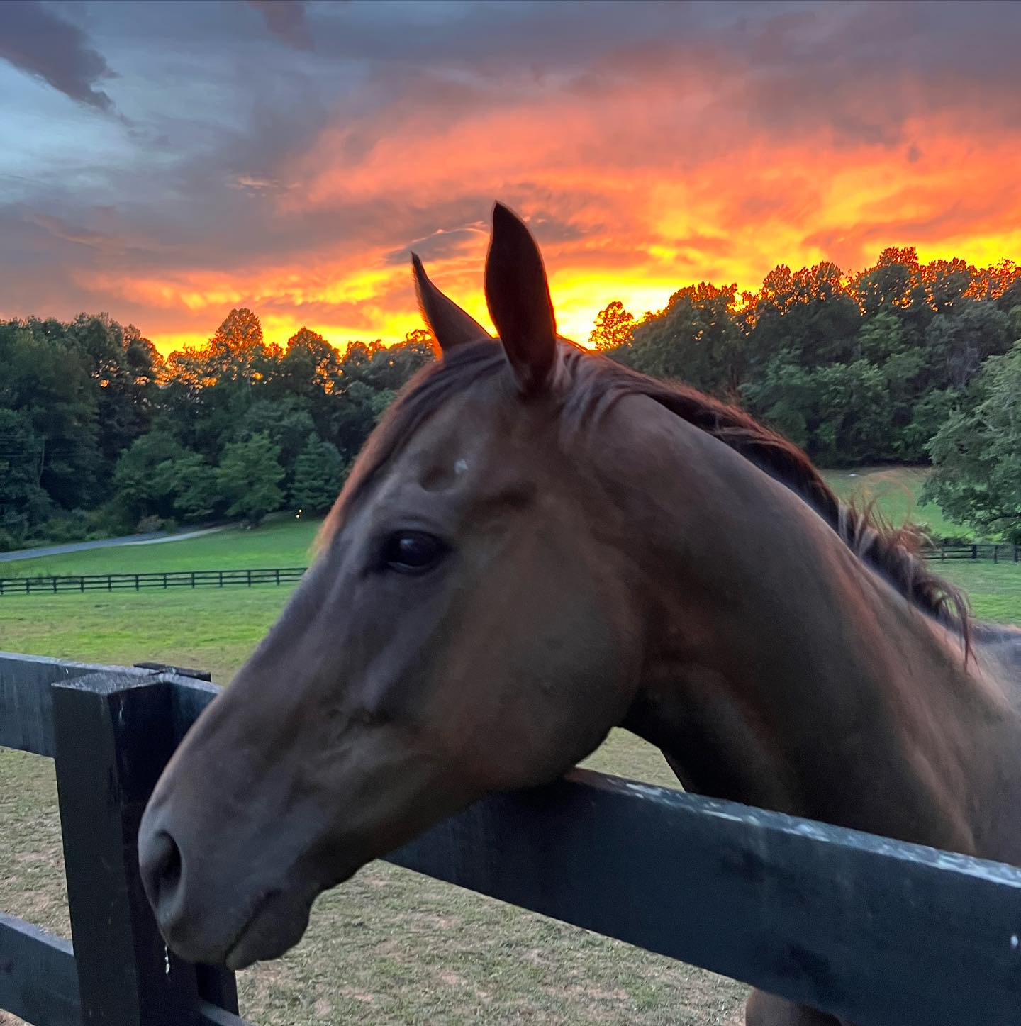 Cannon Ridge Farm | Afton VA
