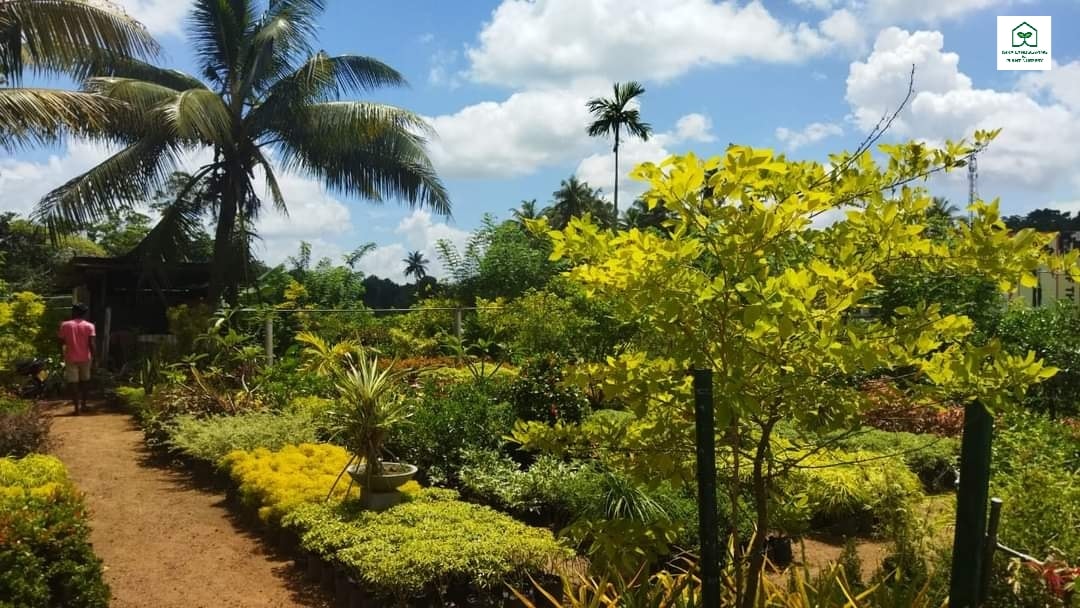 A wide range of indoor... - ISIRA LANDSCAPING & PLANT NURSERY | Facebook