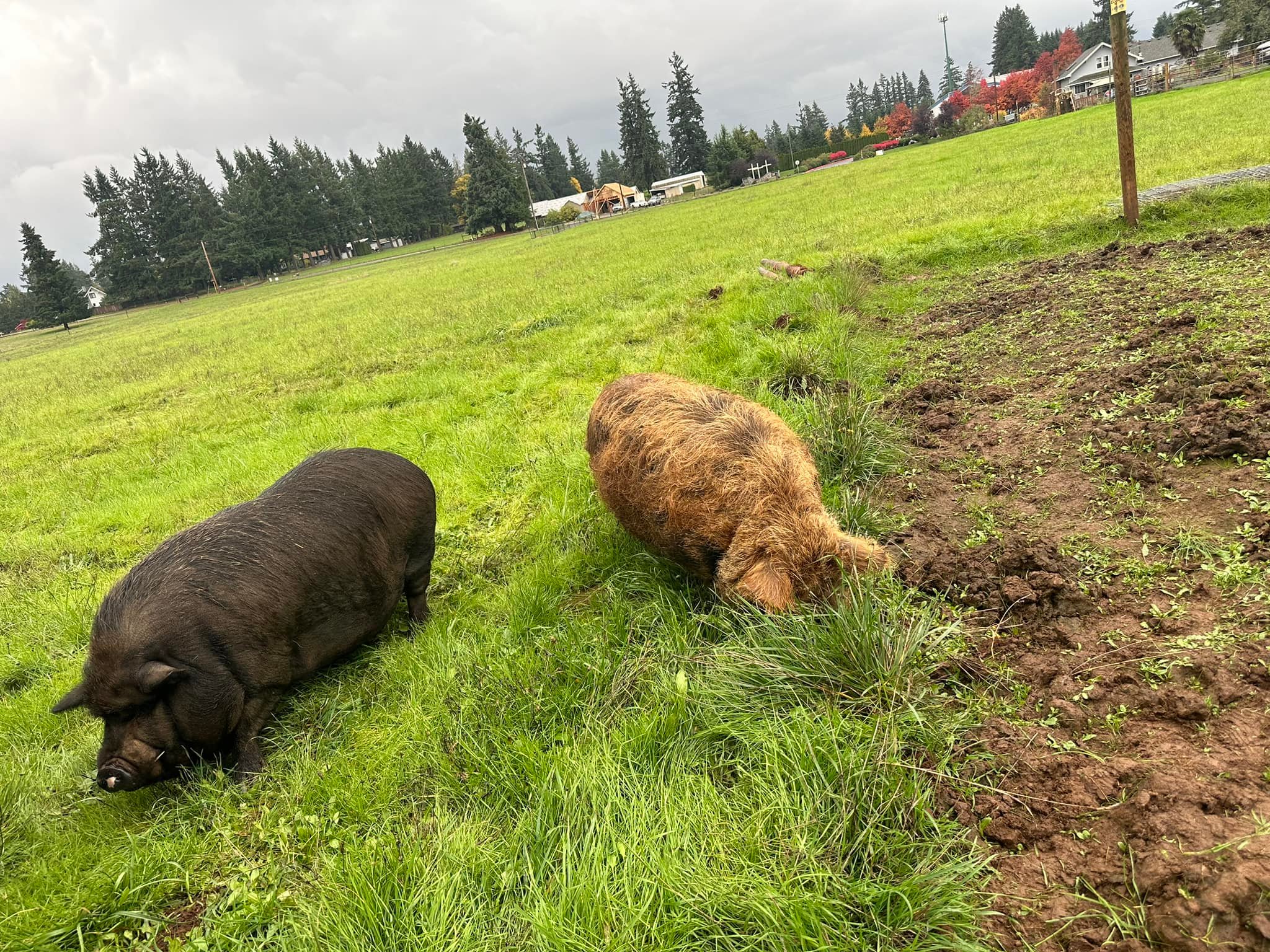 The Gornick Family Farm