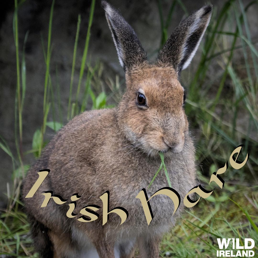 Wild Ireland - As we celebrate all things Irish this... | Facebook