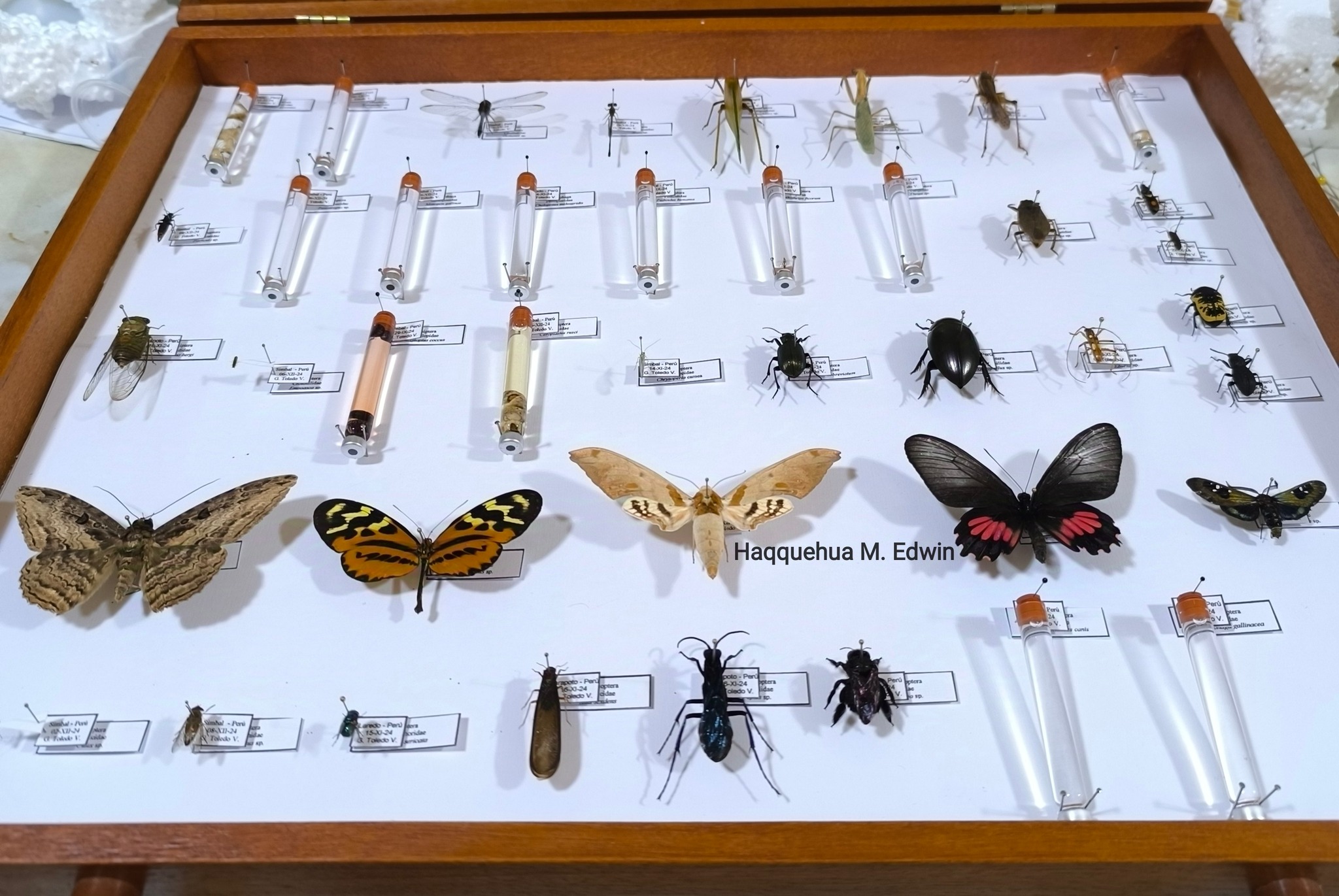Insectos Perú - Entomología | Trujillo