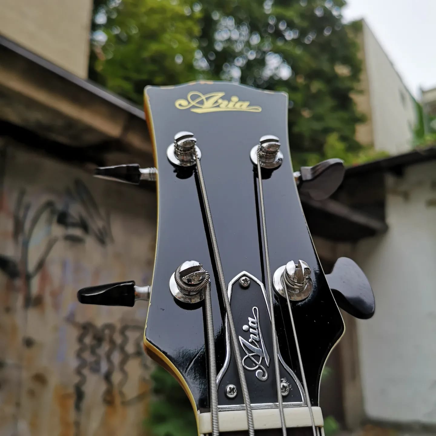 Just in ~ 1984 Aria Pro II XX Deluxe V… with a righteous Zebra 