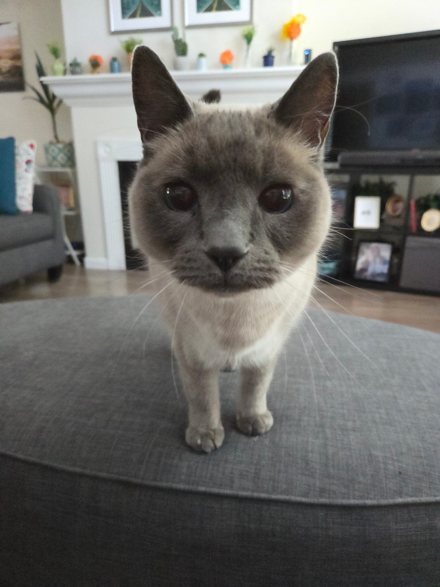 Purple Pet Nanny | Medford OR