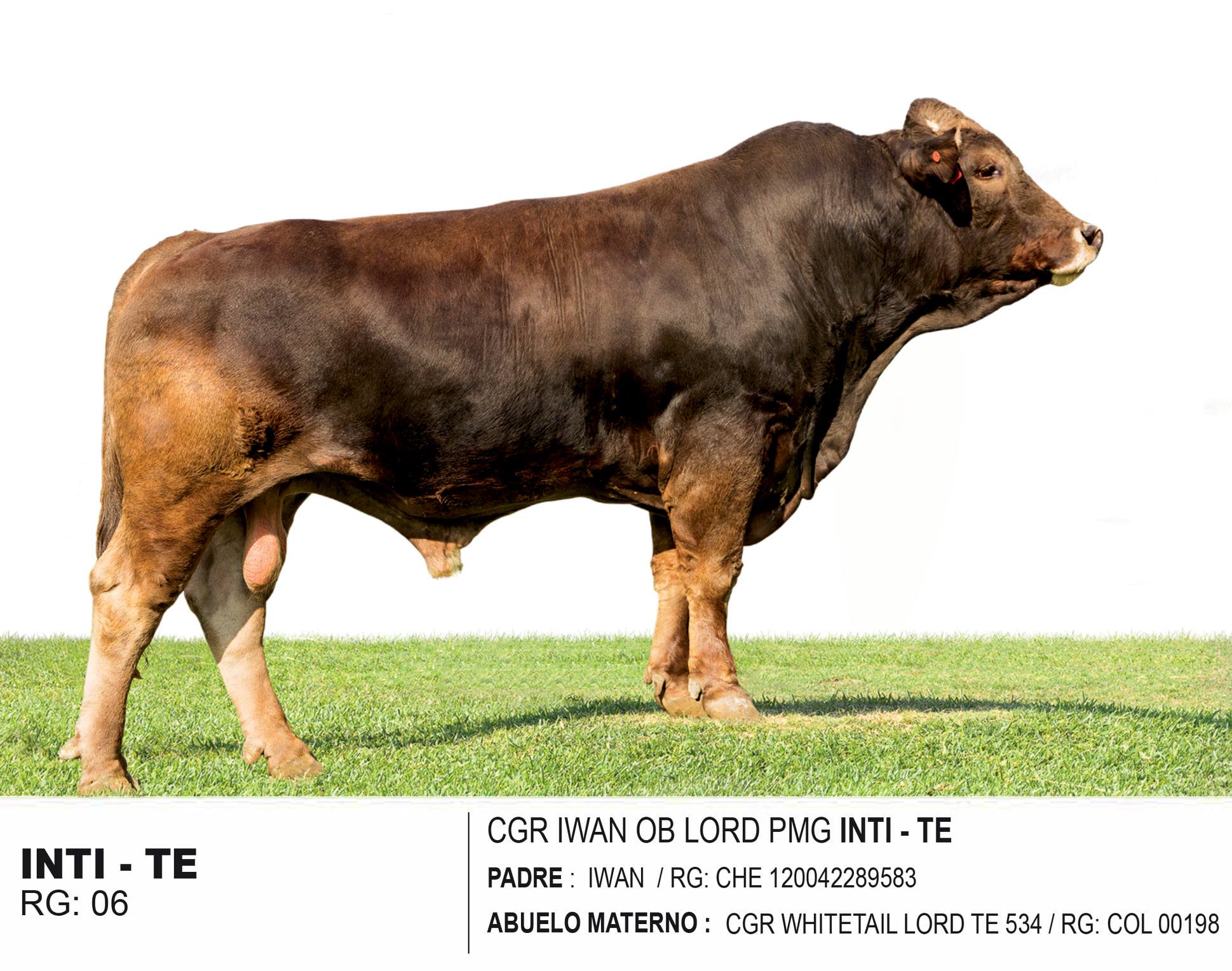 BNS Perú - 📌INTI y Mr. Percy, son toros de la Raza... | Facebook