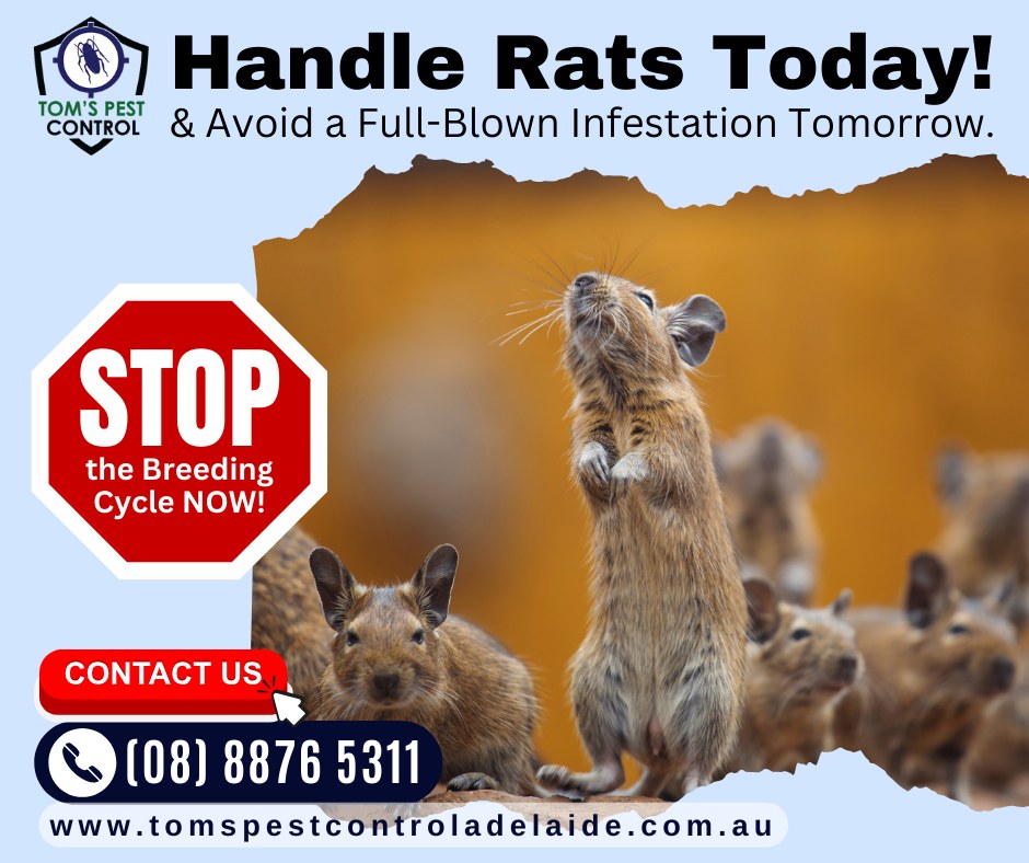 Tom's - Rats breed quickly, and what starts as a small problem can ...