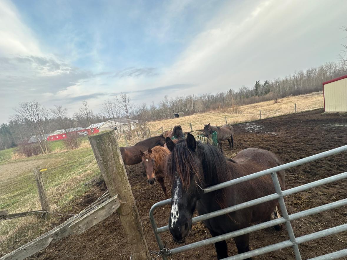 Five Star Ranch Retreat and Guesthouse | Campbellville ON