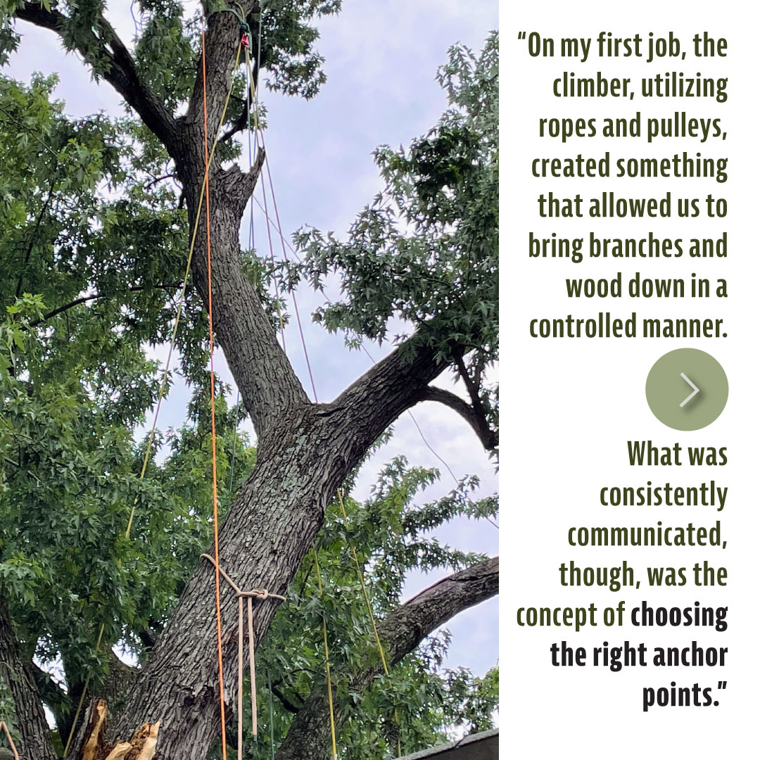 Tree - Choosing the right anchor point is vital for safe and efficient ...