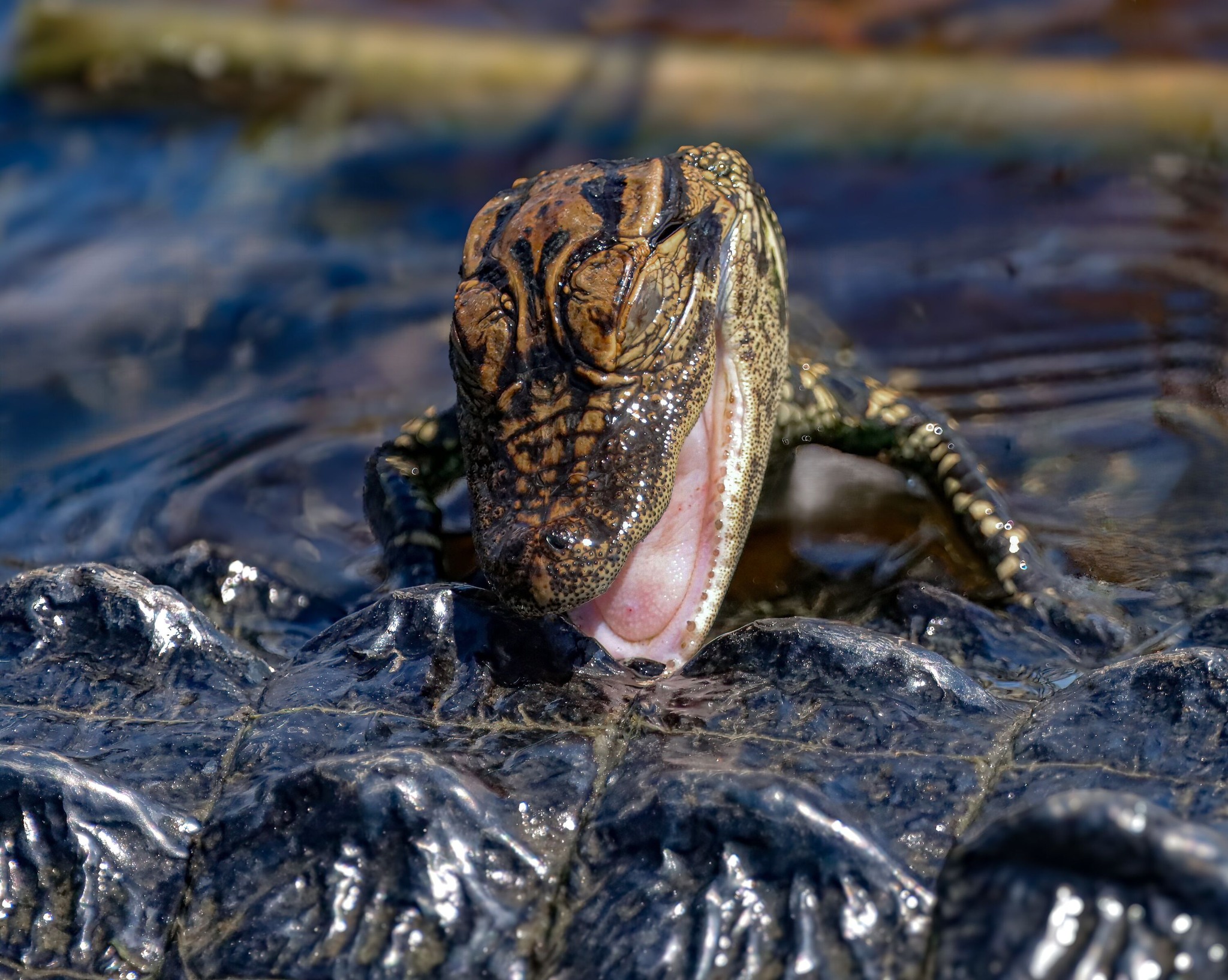 Do alligators have tongues? What's that thing sticking out?